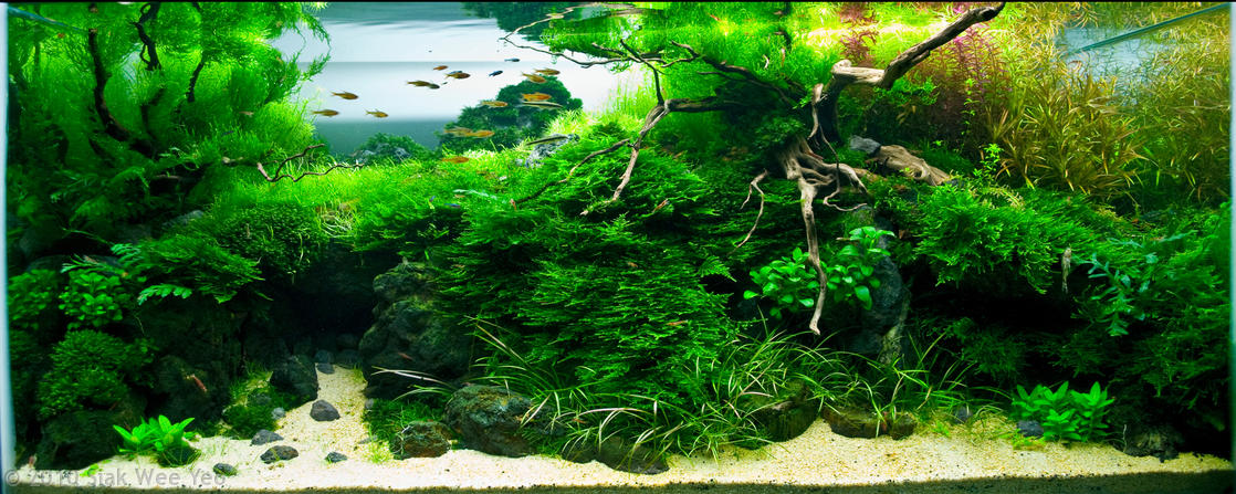 https://www.co2supermarket.it/img/marketing/planted-aquarium2.jpg